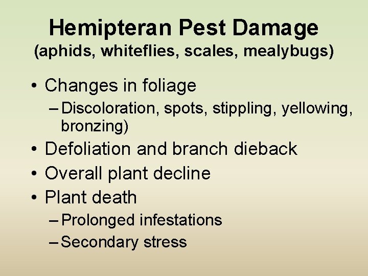 Hemipteran Pest Damage (aphids, whiteflies, scales, mealybugs) • Changes in foliage – Discoloration, spots,