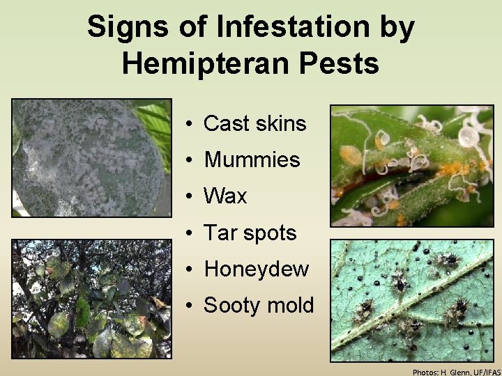 Signs of Infestation by Hemipteran Pests • Cast skins • Mummies • Wax •