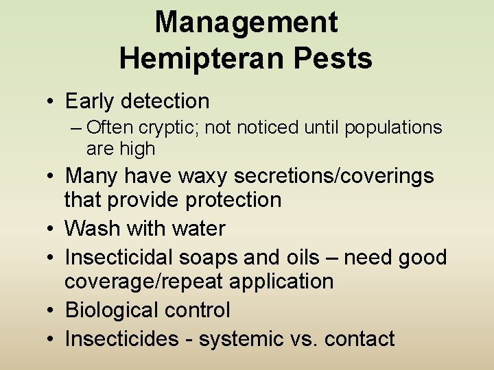 Management Hemipteran Pests • Early detection – Often cryptic; noticed until populations are high