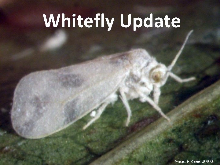 Whitefly Update Photos: H. Glenn, UF/IFAS 
