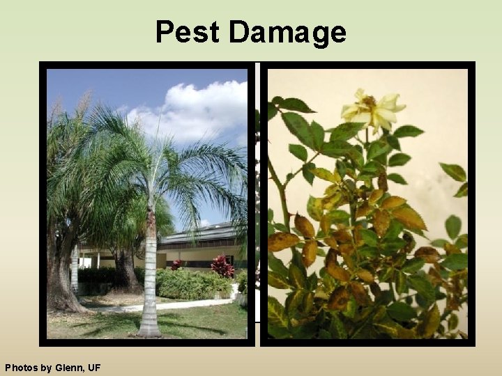 Pest Damage Photos by Glenn, UF 