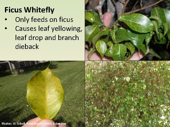 Ficus Whitefly • • Only feeds on ficus Causes leaf yellowing, leaf drop and