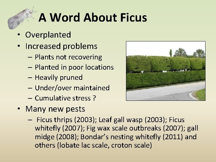 A Word About Ficus • Overplanted • Increased problems – Plants not recovering –