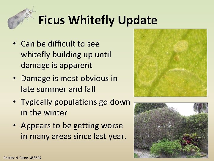 Ficus Whitefly Update • Can be difficult to see whitefly building up until damage