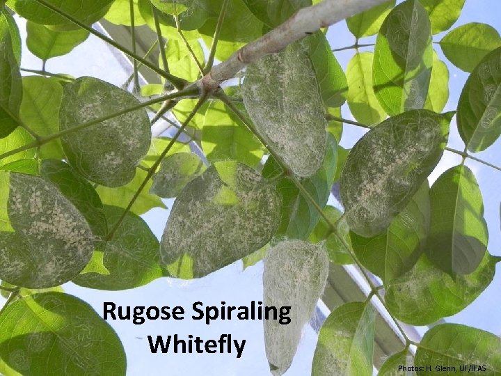 Rugose Spiraling Whitefly Photos: H. Glenn, UF/IFAS 