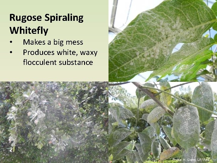 Rugose Spiraling Whitefly • • Makes a big mess Produces white, waxy flocculent substance