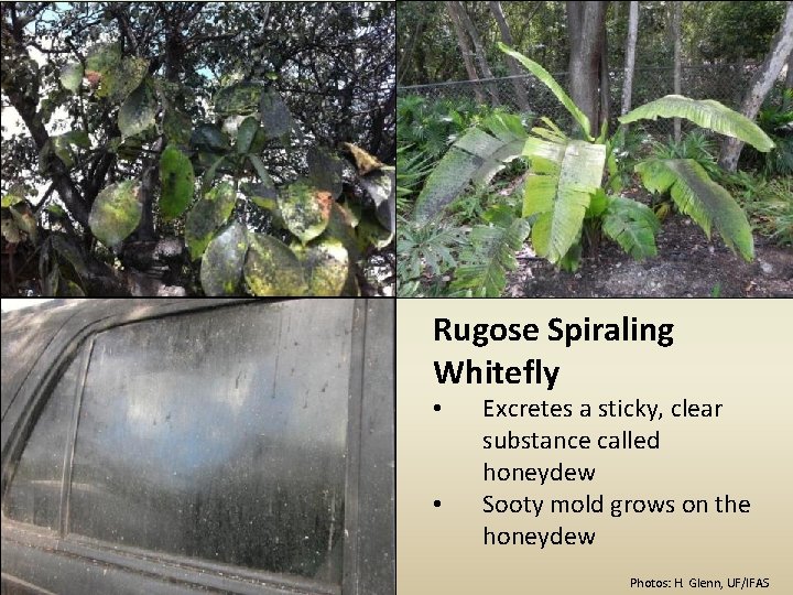 Rugose Spiraling Whitefly • • Excretes a sticky, clear substance called honeydew Sooty mold
