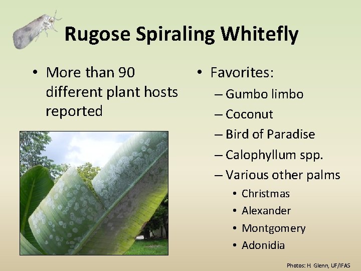 Rugose Spiraling Whitefly • More than 90 different plant hosts reported • Favorites: –