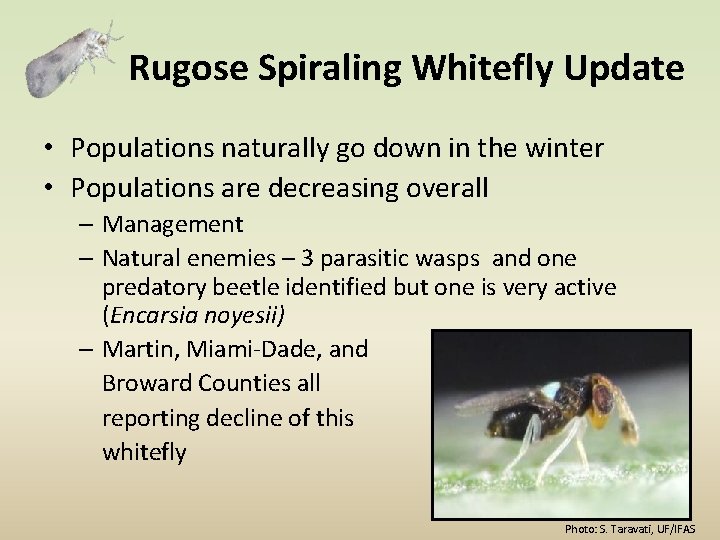 Rugose Spiraling Whitefly Update • Populations naturally go down in the winter • Populations