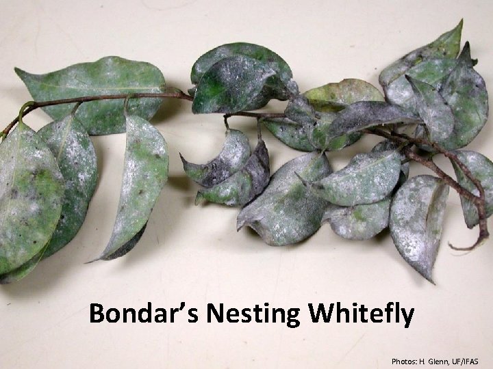 Bondar’s Nesting Whitefly Photos: H. Glenn, UF/IFAS 