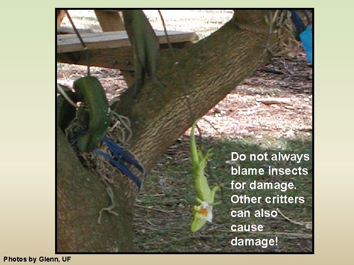 Do not always blame insects for damage. Other critters can also cause damage! Photos
