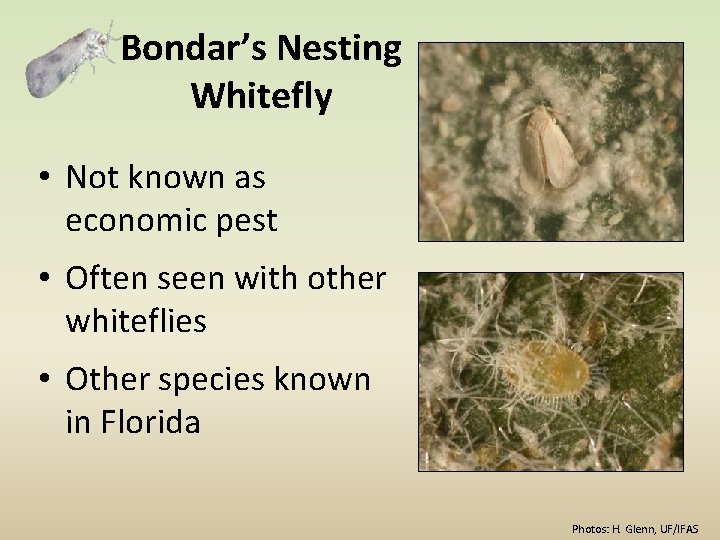 Bondar’s Nesting Whitefly • Not known as economic pest • Often seen with other
