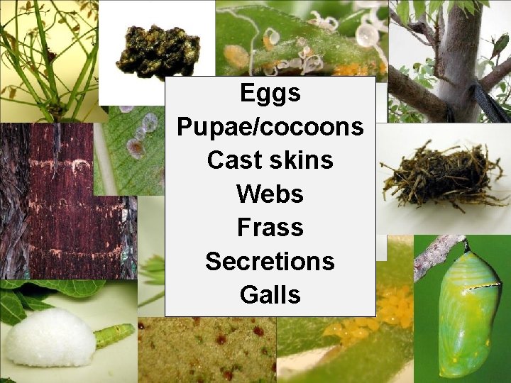 Eggs Pupae/cocoons Cast skins Webs Frass Secretions Galls 