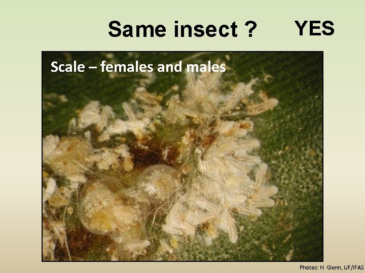 Same insect ? YES Scale – females and males Photos: H. Glenn, UF/IFAS 