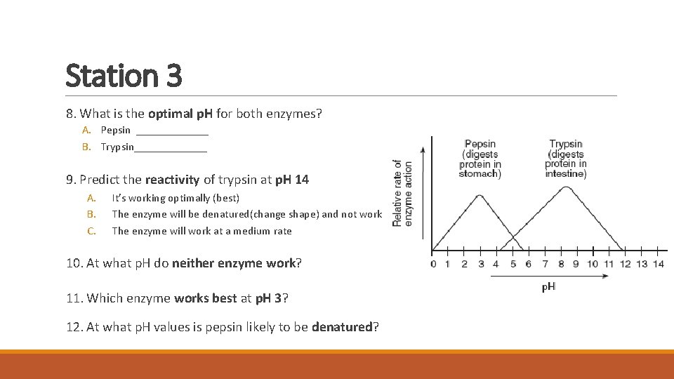 Station 3 8. What is the optimal p. H for both enzymes? A. Pepsin