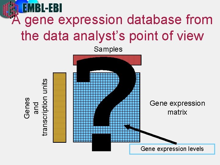 A gene expression database from the data analyst’s point of view Genes and transcription