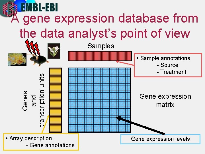 A gene expression database from the data analyst’s point of view Genes and transcription