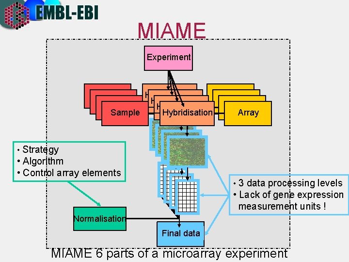 MIAME Experiment Hybridisation Array Sample • Strategy • Algorithm • Control array elements •