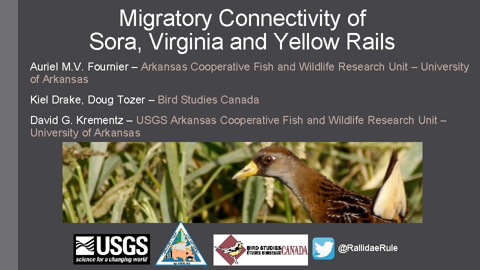 Migratory Connectivity of Sora, Virginia and Yellow Rails Auriel M. V. Fournier – Arkansas