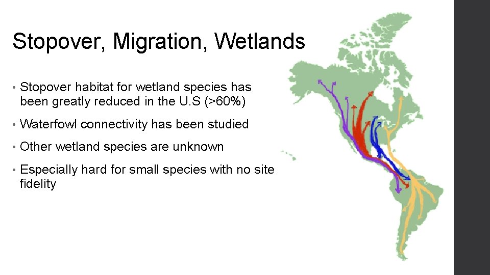 Stopover, Migration, Wetlands • Stopover habitat for wetland species has been greatly reduced in