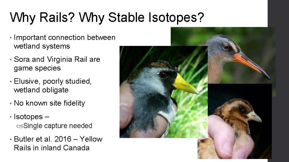 Why Rails? Why Stable Isotopes? • Important connection between wetland systems • Sora and