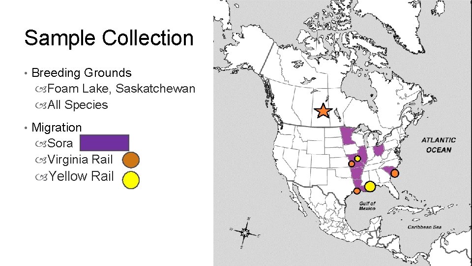 Sample Collection • Breeding Grounds Foam Lake, Saskatchewan All Species • Migration Sora Virginia