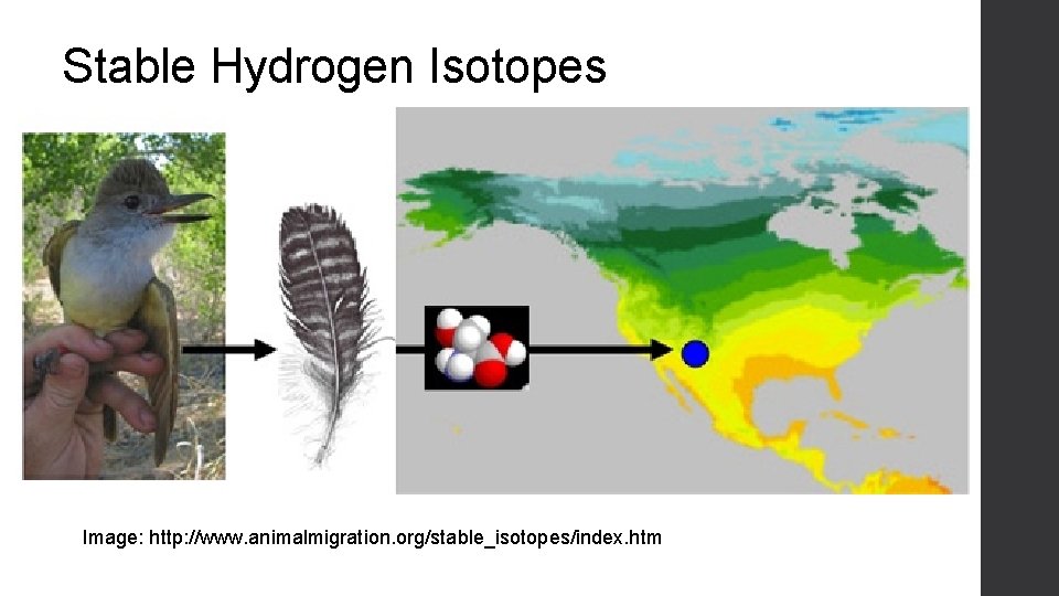 Stable Hydrogen Isotopes Image: http: //www. animalmigration. org/stable_isotopes/index. htm 