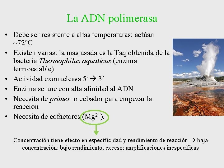 La ADN polimerasa • Debe ser resistente a altas temperaturas: actúan ~72°C • Existen La ADN polimerasa • Debe ser resistente a altas temperaturas: actúan ~72°C • Existen