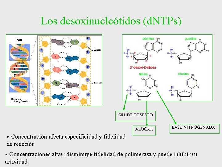 Los desoxinucleótidos (d. NTPs) GRUPO FOSFATO • Concentración afecta especificidad y fidelidad AZÚCAR BASE Los desoxinucleótidos (d. NTPs) GRUPO FOSFATO • Concentración afecta especificidad y fidelidad AZÚCAR BASE