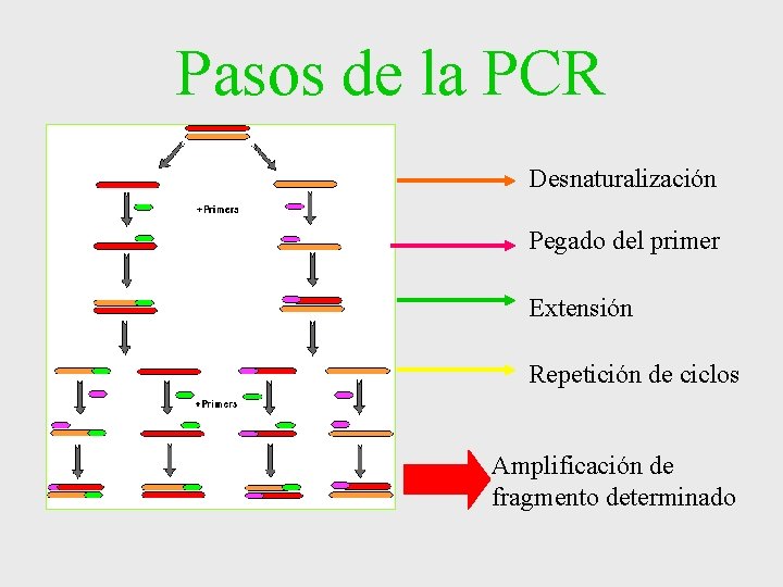 Pasos de la PCR Desnaturalización Pegado del primer Extensión Repetición de ciclos Amplificación de Pasos de la PCR Desnaturalización Pegado del primer Extensión Repetición de ciclos Amplificación de