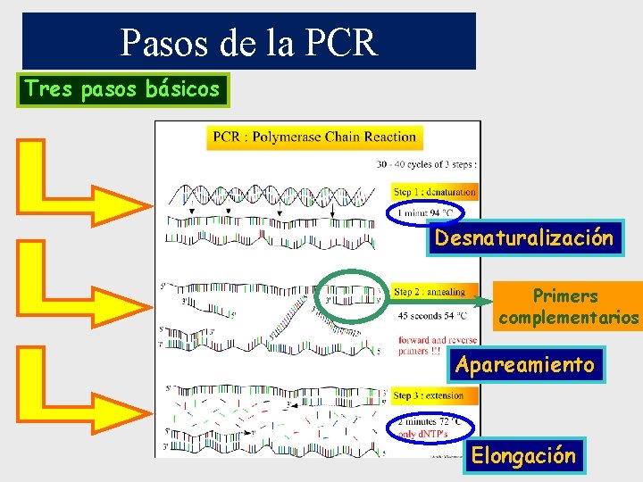 Pasos de la PCR Tres pasos básicos Desnaturalización Primers complementarios Apareamiento Elongación Pasos de la PCR Tres pasos básicos Desnaturalización Primers complementarios Apareamiento Elongación