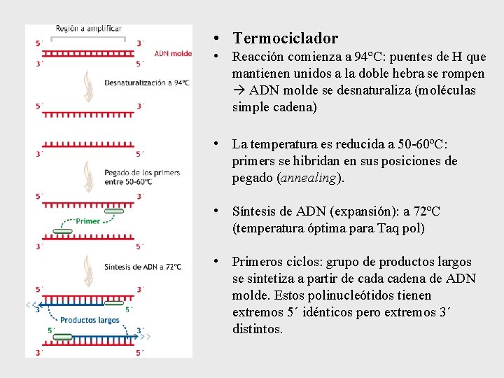 • Termociclador • Reacción comienza a 94ºC: puentes de H que mantienen unidos • Termociclador • Reacción comienza a 94ºC: puentes de H que mantienen unidos
