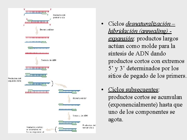 • Ciclos desnaturalización – hibridación (annealing) expansión: productos largos actúan como molde para • Ciclos desnaturalización – hibridación (annealing) expansión: productos largos actúan como molde para