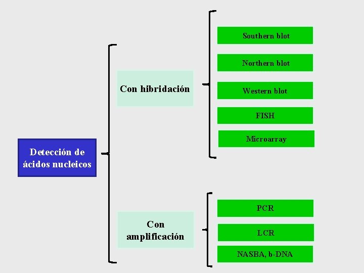 Southern blot Northern blot Con hibridación Western blot FISH Microarray Detección de ácidos nucleicos Southern blot Northern blot Con hibridación Western blot FISH Microarray Detección de ácidos nucleicos