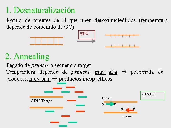 1. Desnaturalización Rotura de puentes de H que unen desoxinucleótidos (temperatura depende de contenido 1. Desnaturalización Rotura de puentes de H que unen desoxinucleótidos (temperatura depende de contenido