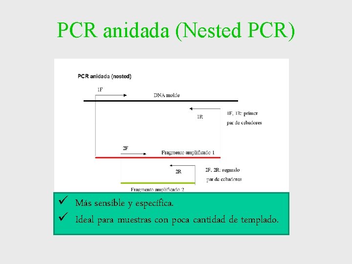 PCR anidada (Nested PCR) ü Más sensible y específica. ü Ideal para muestras con PCR anidada (Nested PCR) ü Más sensible y específica. ü Ideal para muestras con