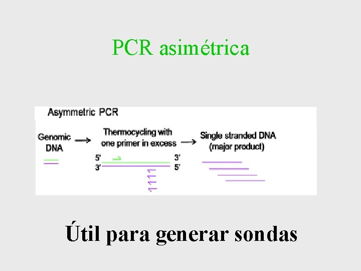 PCR asimétrica Útil para generar sondas PCR asimétrica Útil para generar sondas
