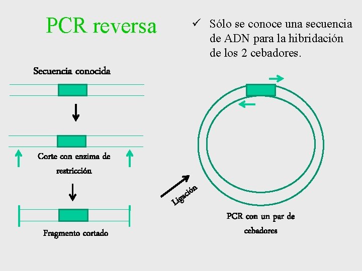 PCR reversa ü Sólo se conoce una secuencia de ADN para la hibridación de PCR reversa ü Sólo se conoce una secuencia de ADN para la hibridación de