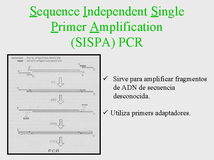 Sequence Independent Single Primer Amplification (SISPA) PCR ü Sirve para amplificar fragmentos de ADN Sequence Independent Single Primer Amplification (SISPA) PCR ü Sirve para amplificar fragmentos de ADN