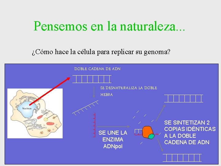 Pensemos en la naturaleza. . . ¿Cómo hace la célula para replicar su genoma? Pensemos en la naturaleza. . . ¿Cómo hace la célula para replicar su genoma?