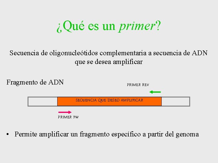 ¿Qué es un primer? Secuencia de oligonucleótidos complementaria a secuencia de ADN que se ¿Qué es un primer? Secuencia de oligonucleótidos complementaria a secuencia de ADN que se