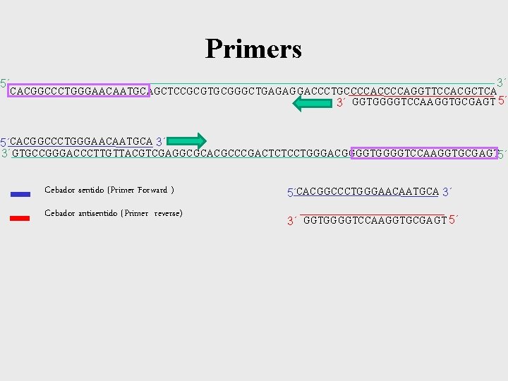 Primers 3´ 5´ CACGGCCCTGGGAACAATGCAGCTCCGCGTGCGGGCTGAGAGGACCCTGCCCCAGGTTCCACGCTCA 3´ GGTGGGGTCCAAGGTGCGAGT 5´ 5´CACGGCCCTGGGAACAATGCA 3´ 3´ GTGCCGGGACCCTTGTTACGTCGAGGCGCACGCCCGACTCTCCTGGGACGGGGTCCAAGGTGCGAGT 5´ Cebador sentido Primers 3´ 5´ CACGGCCCTGGGAACAATGCAGCTCCGCGTGCGGGCTGAGAGGACCCTGCCCCAGGTTCCACGCTCA 3´ GGTGGGGTCCAAGGTGCGAGT 5´ 5´CACGGCCCTGGGAACAATGCA 3´ 3´ GTGCCGGGACCCTTGTTACGTCGAGGCGCACGCCCGACTCTCCTGGGACGGGGTCCAAGGTGCGAGT 5´ Cebador sentido