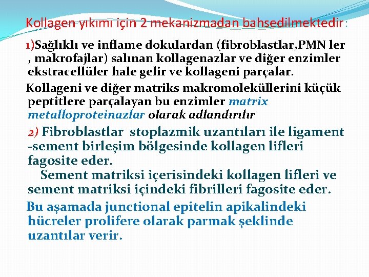 Kollagen yıkımı için 2 mekanizmadan bahsedilmektedir: 1)Sağlıklı ve inflame dokulardan (fibroblastlar, PMN ler ,