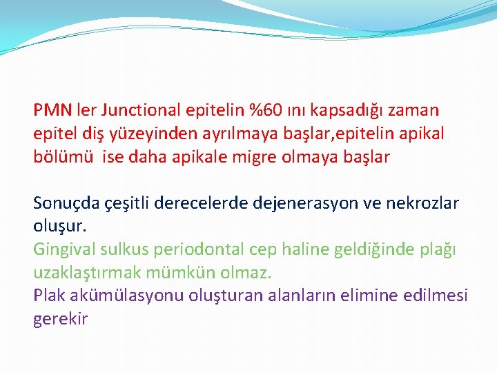 PMN ler Junctional epitelin %60 ını kapsadığı zaman epitel diş yüzeyinden ayrılmaya başlar, epitelin