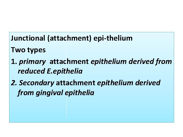 Junctional (attachment) epi thelium Two types 1. primary attachment epithelium derived from reduced E. Junctional (attachment) epi thelium Two types 1. primary attachment epithelium derived from reduced E.