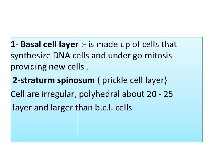 1 Basal cell layer : - is made up of cells that synthesize DNA 1 Basal cell layer : - is made up of cells that synthesize DNA