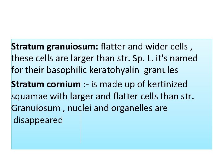 Stratum granuiosum: flatter and wider cells , these cells are larger than str. Sp. Stratum granuiosum: flatter and wider cells , these cells are larger than str. Sp.
