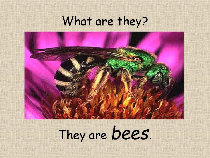 What are they? They are bees. 