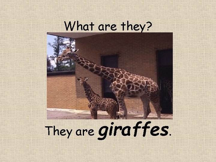 What are they? They are giraffes. 