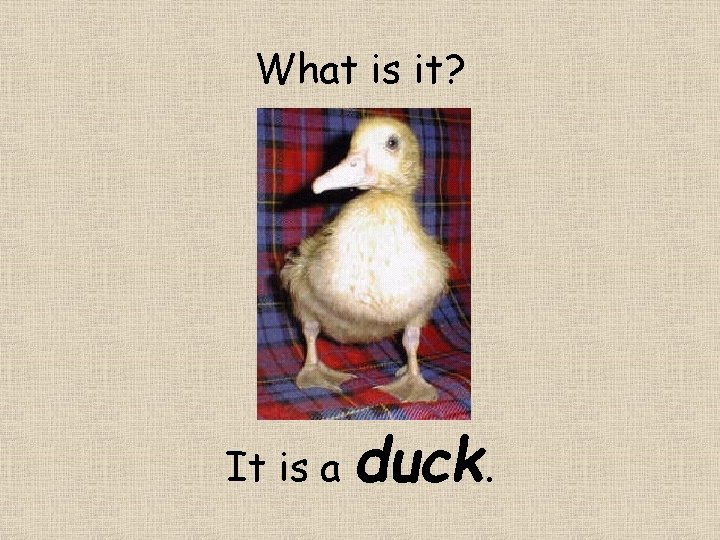 What is it? It is a duck. 